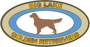 Each litter of puppies brought kristyn new levels of experience and knowledge concerning the healthy raising of this breed, making her a wonderful dog owner and golden retriever breeder & trainer. Our Story Big Lake Golden Retrievers
