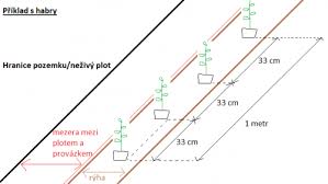 Image result for Živý plot z habru