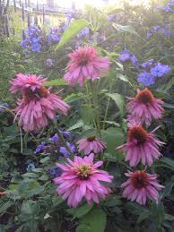 Black And Decker Plant In Texas Echinacea Double Decker Dream Garden Echinacea Garden