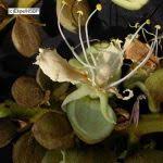 Image result for Isoberlinia doka