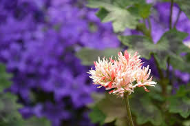 Pelargonium 'Bev Foster'