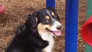 Cute puppies for sale at an affordable price. 7 Month Old Australian Shepherd Lager Before After Video Best Georgia Dog Trainers Youtube