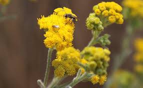 Image result for Nidorella welwitschii