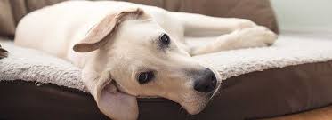Please provide the contact information of a veterinarian you have used before and plan to use. Getting A Dog What We Recommend Pdsa