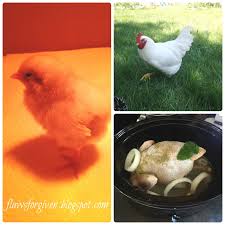 Hens are calm and docile. Flaws Forgiven How To Spot A Rooster And What To Do With Him