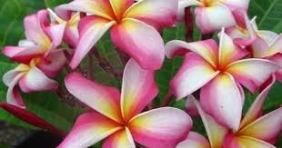 Pin On Plumeria