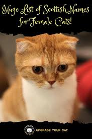 Huge List Of Scottish Cat Names For Female Cats Upgrade Your Cat Cat Names Cats Kitten Names