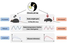 Image result for Jet Lag