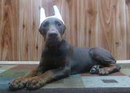 This Is Our Ginny At 12 Weeks At Kimbertal Kennel A Beautiful Red Doberman With A Delightful Personality Doberman Animals Kennel