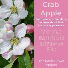 Pin On Bach Remedies