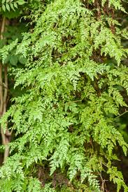 Image result for Lygodium