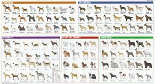 Breeds Of Different Animals On Amazing Charts Earthly Mission