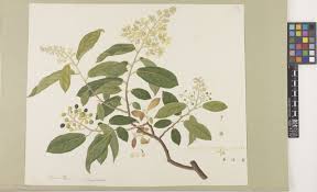 Image result for Grewia herbacea