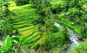Pemandangan sawah terindah, gambar sawah desa, gambar pemandangan sawah dan petani, pemandangan sawah dan sungai, pemandangan 240 hektar sawah di banjarnegara terdampak kekeringan sumber jateng.tribunnews.com. 82 Ide Nature Pemandangan Alam Kehidupan Pedesaan