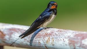 So helfen landwirte der bedrohten art. Rauchschwalben So Konnen Wir Den Bedrohten Zugvogeln Helfen Bayern 1 Radio Br De