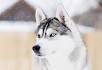 Husky Dog Names (175+ Great Names for Your Husky)