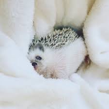 It's possible you'll found another sonic the hedgehog bed sheets higher design concepts. The 5 Best Hedgehog Bedding Options 2020 Review
