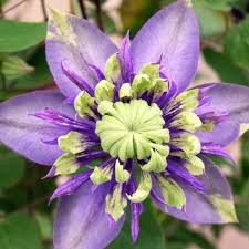 Maybe you would like to learn more about one of these? Clematis Taiga