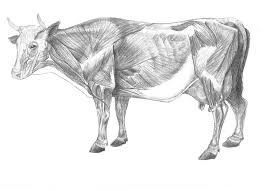 Bovine Muscle Anatomy Cow Muscular System Cow Muscles By Uberkudzu Animal Science Muscular System Cow