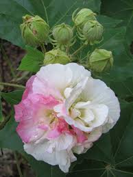 Image result for Hibiscus mutatus