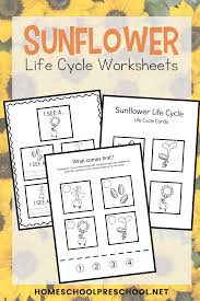 Please see our full disclosure if you'd like more information. Free Printable Life Cycle Of A Sunflower Worksheets