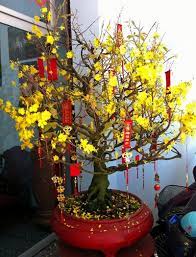 Tet holiday or vietnamese lunar new year is the most significant festival in vietnam. Yellow Blossom Tree Chinese New Year Flower Chinese New Year Decorations Chinese New Year Cookies