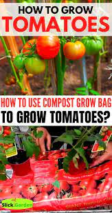 How To Grow Tomatoes How To Use Compost Grow Bags To Grow Tomatoes Grow Bags Growing Tomatoes How To Use Compost