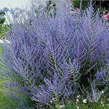 Image result for Perovskia atriplicifolia lacey blue photo