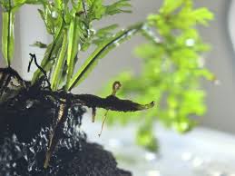 Image result for Vandenboschia