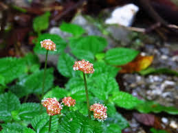 Image result for Lecanthus peduncularis