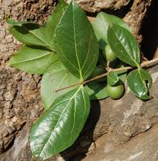 Image result for Strychnos potatorum