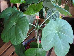 Jatropha Podagrica Buddha Belly Bottleplant Shrub Gout Plant Guatemalan Rhubarb Plant Characteristics And More Pho Plants Blooming Succulents Succulents
