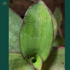 Image result for Tradescantia pallida
