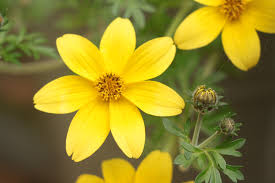 Image result for foto Dvouzubec