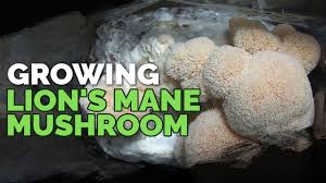 Lion's mane mushrooms (hericium erinaceus) is a fungi that grows on hardwood mediums and prefers its own masters' mix. How To Grow Lion S Mane Mushrooms Recipe Included Youtube
