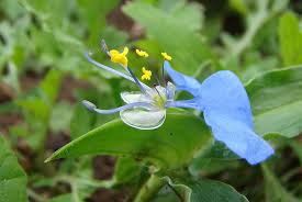 Image result for Commelina petersii