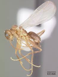 Image result for Landolphia incerta