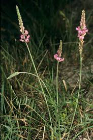 Image result for Crotalaria onobrychis