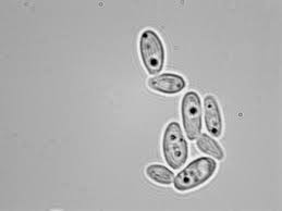 Image result for Buchnera candida