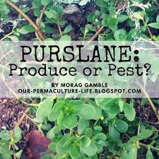 Purslane, pigweed, common purslane, pussley, pursley, pressley, wild portulaca, little hogweed, verdolaga, red root, moss rose, green purslane. Purslane Nourishing Produce Or Annoying Pest Our Permaculture Life