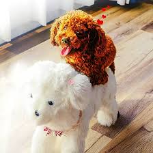 Hund Schlaf Estrus Spielzeug Haustier Rüden Sexspielzeug Hunde  Schlafpartner Vent Toys Estrus Male Dog Sex Vent Plüsch Pudel,13cm   5.1inch : Amazon.de: Haustier