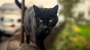 Questioning whether your cat's sexually mature? Bombay Cat Full Profile History And Care