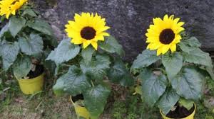 Bunga matahari adalah jenis bunga yang berasal dari keluarga astereceae dan genus helianthus. Mengapa Bunga Matahari Selalu Menghadap Ke Arah Matahari Ilmubudidaya Com