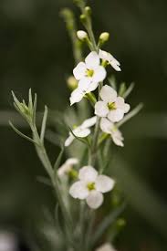 Image result for Gomphostigma