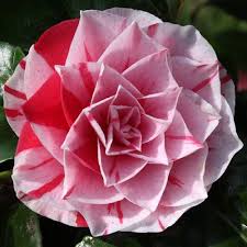 Jim S Camellias Gallery M Beautiful Flowers Virtual Flowers Pink Plant