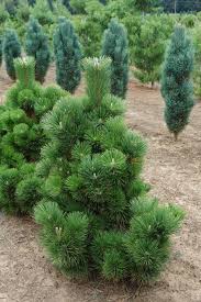 We did not find results for: Kg Farms Inc Pinus Thunbergii Thunderhead