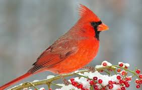 Watercolor Workshop Winter Cardinals At Griffin S Studio Winter seamless pattern with bird and natural elements. watercolor workshop winter cardinals at griffin s studio