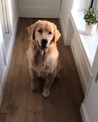 Practice Makes Pawfect Video Cute Dogs And Puppies Dogs Cute Dogs