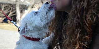 I have a westie maltese mix puppy named addie. Are Westies Good For Active People Veranda On Highland