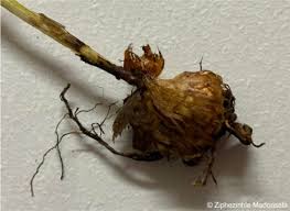 Image result for Radinosiphon leptostachya